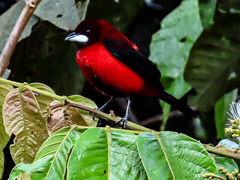 Ramphocelus dimidiatus