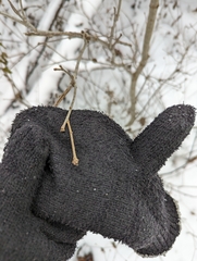 Disholcaspis quercusmamma