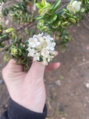 Pimelea nivea