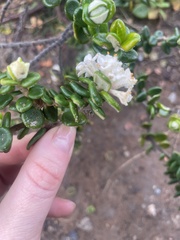 Pimelea nivea