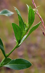 Cirsium arvense