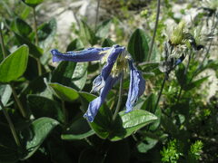 Clematis integrifolia