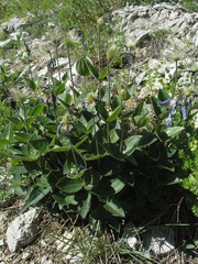 Clematis integrifolia