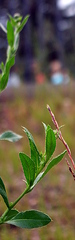 Cirsium arvense