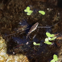 Limnogonus franciscanus