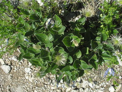 Clematis integrifolia