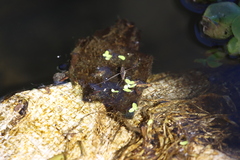 Limnogonus franciscanus