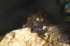 Limnogonus franciscanus
