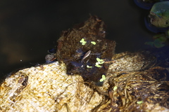 Limnogonus franciscanus