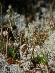 Cladonia cornuta