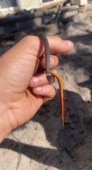 Diadophis punctatus punctatus