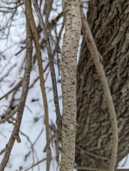 Celastrus orbiculatus