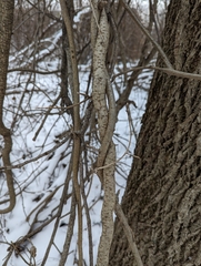 Celastrus orbiculatus