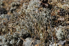 Cladonia cornuta
