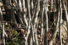 Carpinus caroliniana