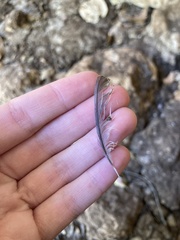 Cyanistes caeruleus calamensis