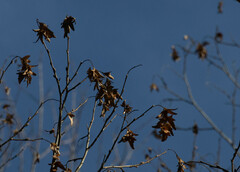 Carpinus caroliniana