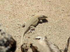 Liolaemus multimaculatus