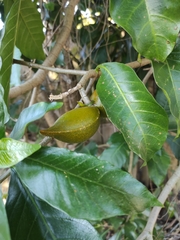 Tabernaemontana donnell-smithii