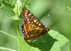 Euphydryas maturna