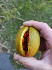 Tabernaemontana donnell-smithii