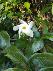 Tabernaemontana donnell-smithii