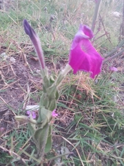 Petunia integrifolia