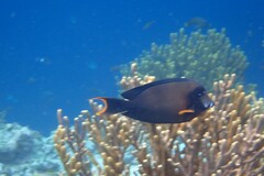 Acanthurus pyroferus