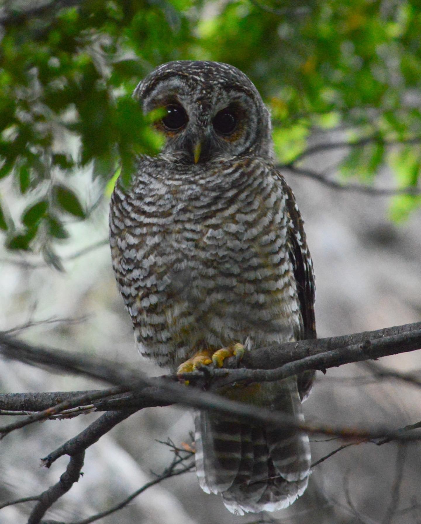 Rufous-legged Owl illustration