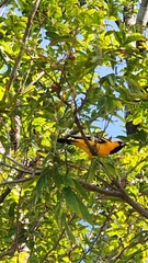 Icterus nigrogularis