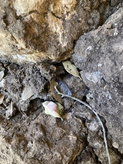 Cyanistes caeruleus calamensis