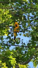 Icterus nigrogularis