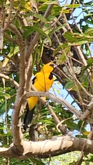 Icterus nigrogularis