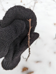 Zanthoxylum americanum