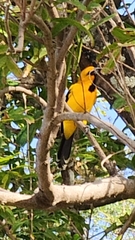 Icterus nigrogularis