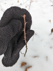 Zanthoxylum americanum