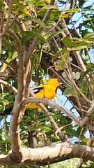 Icterus nigrogularis