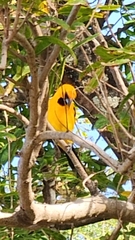 Icterus nigrogularis