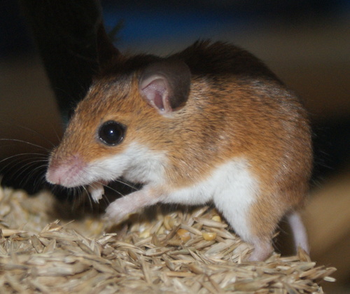 Subsaharan Pygmy Mouse