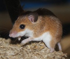 Subsaharan Pygmy Mouse photo 5
