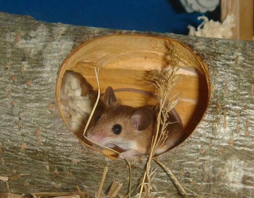 Subsaharan Pygmy Mouse