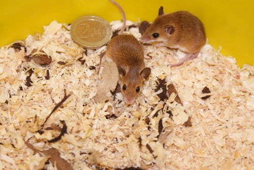 Subsaharan Pygmy Mouse