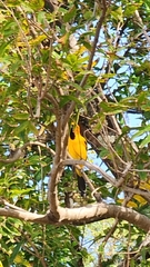 Icterus nigrogularis