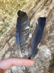 Corvus monedula soemmerringii