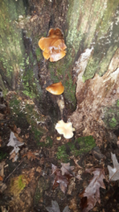 Lentinellus micheneri