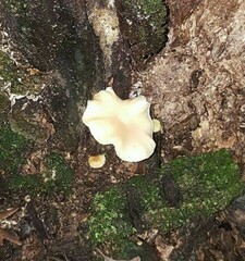 Lentinellus micheneri