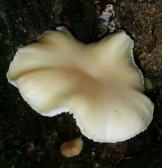 Lentinellus micheneri