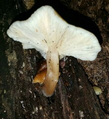 Lentinellus micheneri