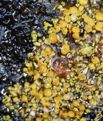 Flavoplaca
