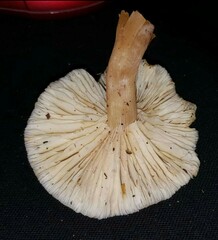 Lentinellus micheneri